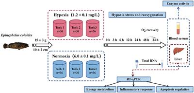 Effects of hypoxia and reoxygenation on energy metabolism, immune response, and apoptosis in orange-spotted grouper (Epinephelus coioides)